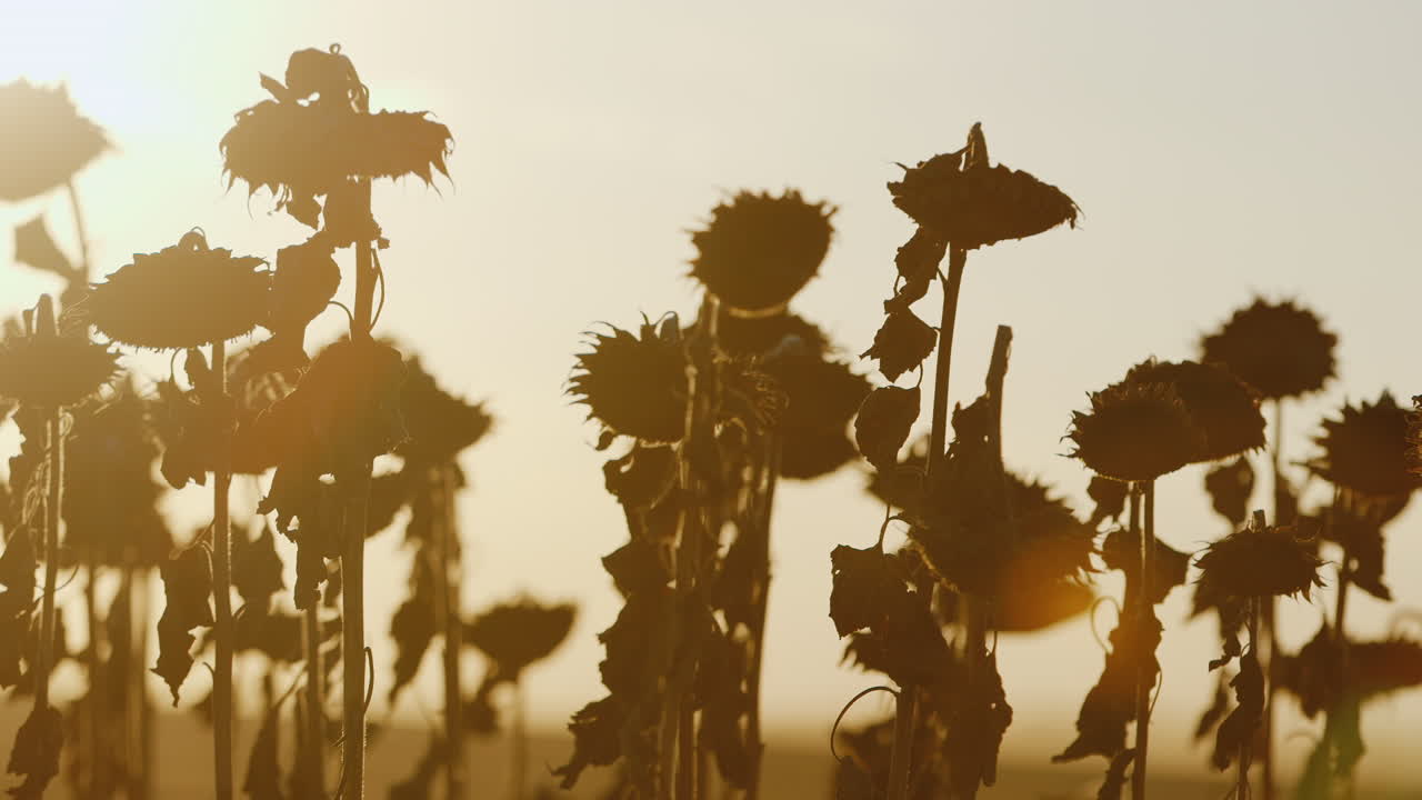 수확할 준비가 된 일몰의 익은 해바라기 몇 개