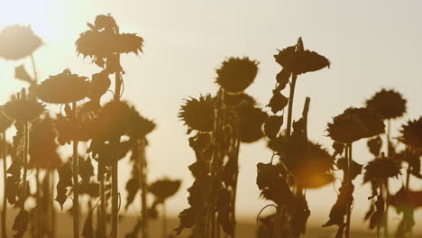 Varios-Girasoles-Maduros-Al-Atardecer-Listos-Para-La-Cosecha