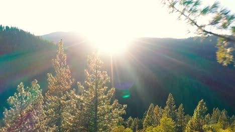 Flying-through-the-trees-into-the-setting-sun