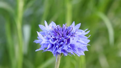 close-up of a cornflower in natural surroundings