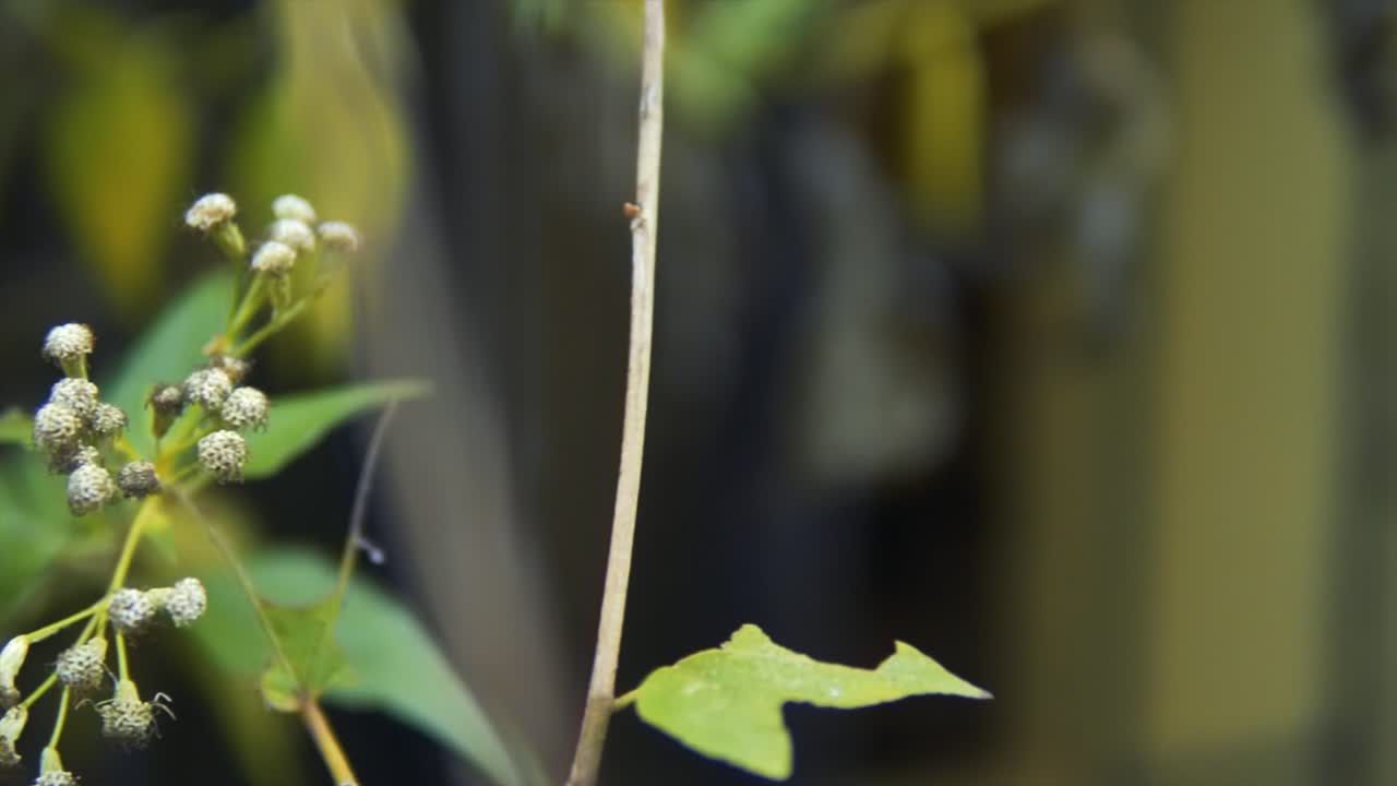 매크로 정원 잎자루 식물 및 꽃 초점 판