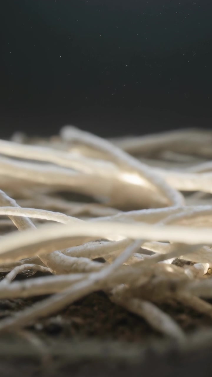 Video verticale: Messa a fuoco dinamica, l'obiettivo rivela fibre chiare sul terreno per mostrare la trama, con particelle che fluttuano