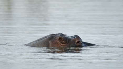 close up slow motion of hippo head peeking above river water surface