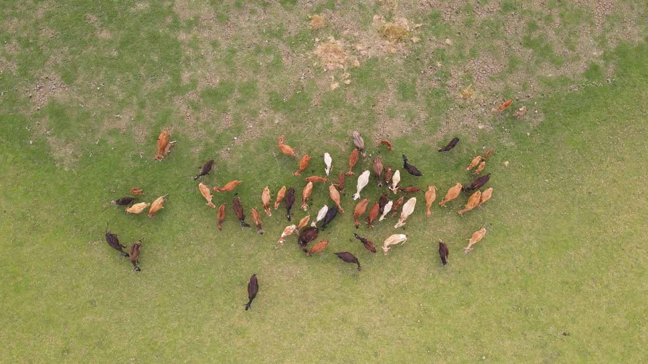 rebaño de ganado ganado recogido pastando en el campo de la granja