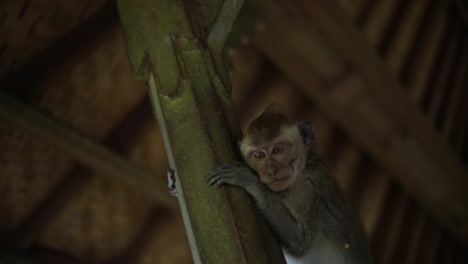 A-handheld-shot-of-Balinese-Long-Tailed-monkey-at-the-Sacred-Monkey-Forest-in-Bali,-Indonesia-climbing-up-a-pole-under-a-hut-and-staring-at-the-camera