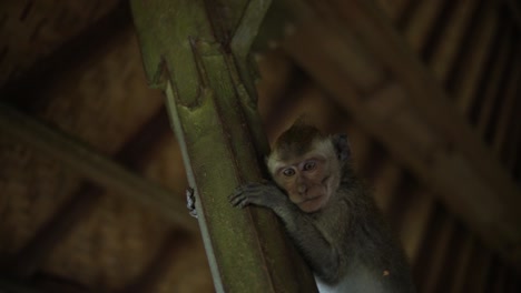 a handheld shot of balinese long-tailed monkey at the sacred monkey forest in bali, indonesia climbing up a pole under a hut and staring at the camera