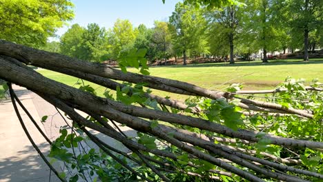 broken tree branches down in a urban park after wild weather from a rain and lightning storm