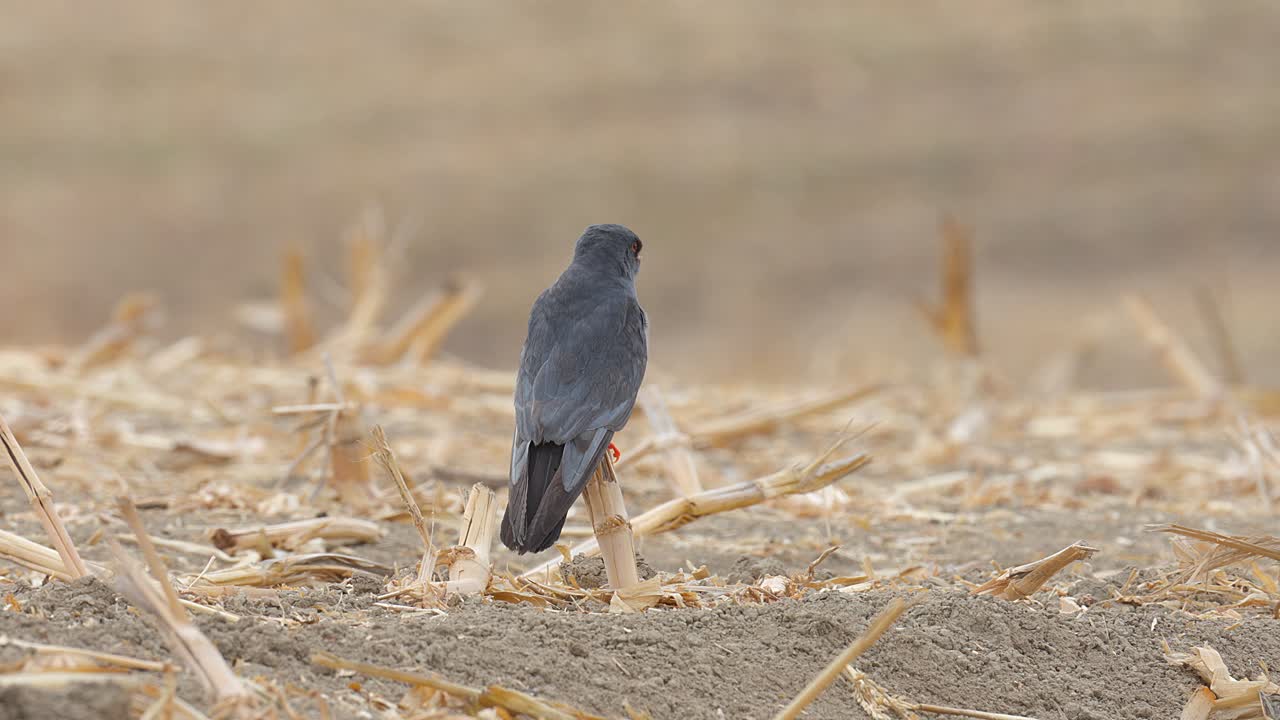 A red-footed falcon perched on a branch in a field, looking around in search of prey