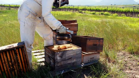 beekeepers smoking the bees away from hive