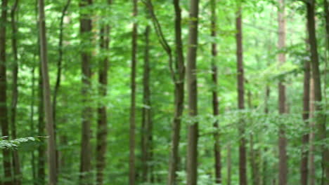 lush green forest landscape background - pan right shot