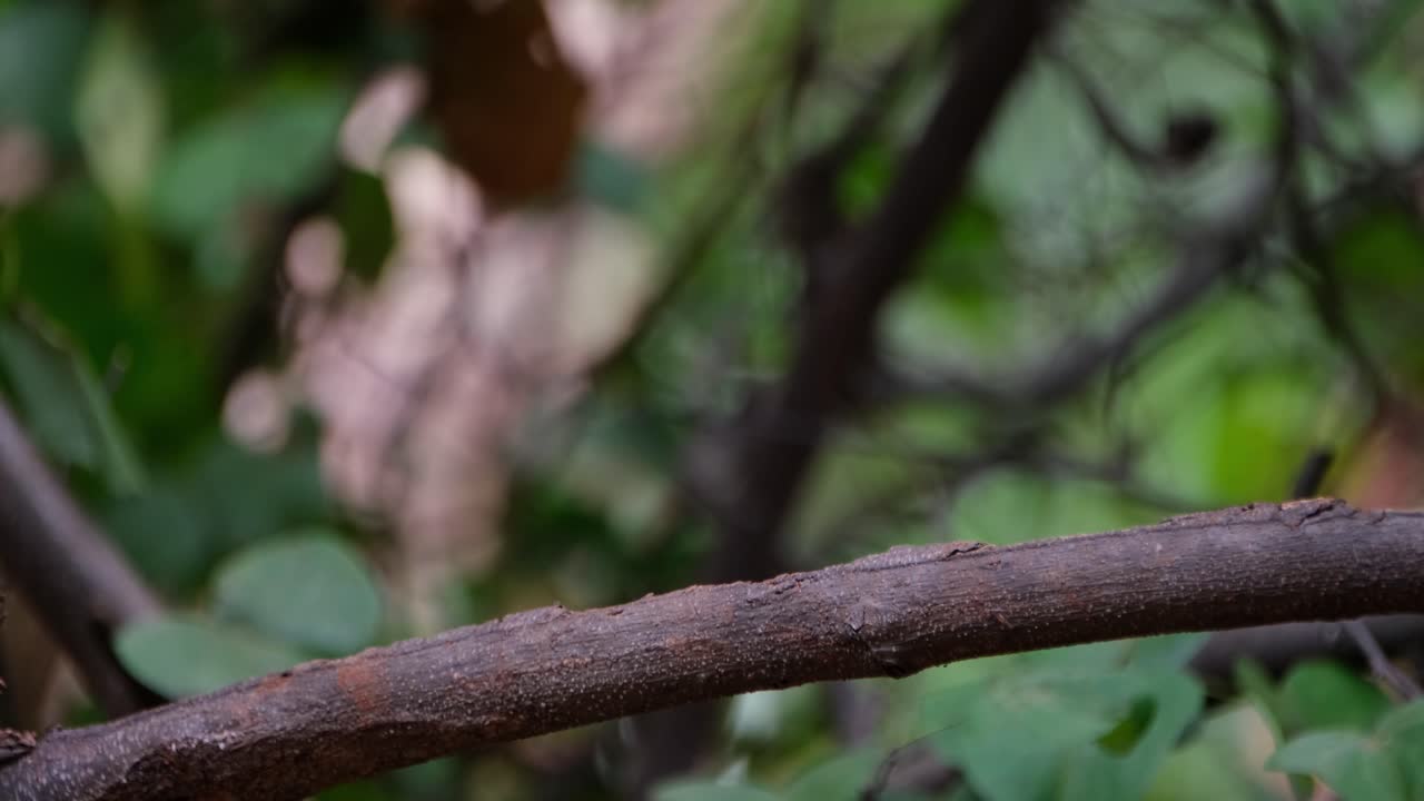 visto desde su espalda revelando sus hermosas plumas azules y luego vuela hacia la izquierda, mosquitero azul indochino cyornis sumatrensis macho, tailandia