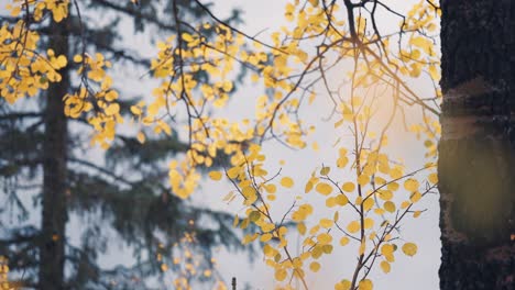 A-close-up-shot-of-the-bright-leaves-of-the-birch-tree