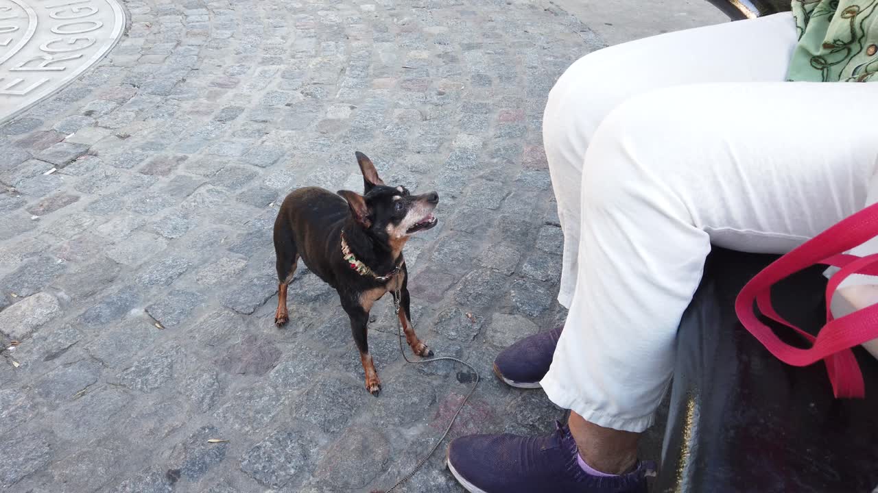 High angle of Miniature Pinscher, small pet, old dog ask owner's for attention