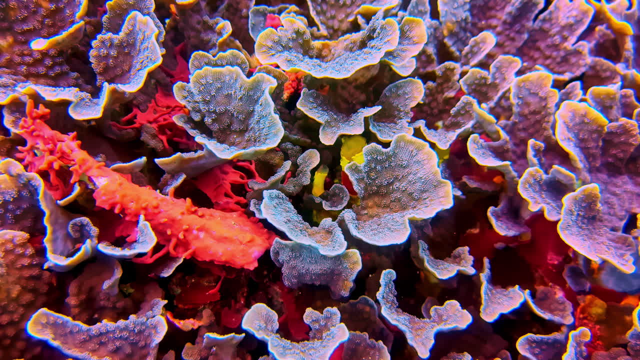 Primo piano estremo di corallo lattuga blu e stella marina arancione in mezzo a una struttura di barriera corallina tropicale densamente popolata.