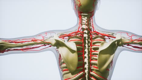 science anatomy of human blood vessels