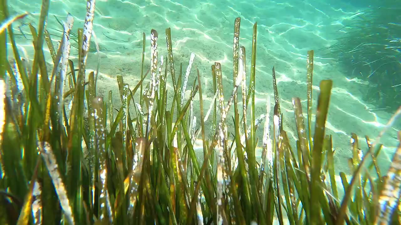 Underwater View of Seagrass Swaying in Clear Shallow Water
