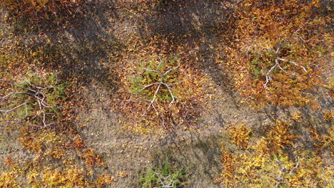 ascending top aerial overview of roses and trees cultivation on a large field between road and railway