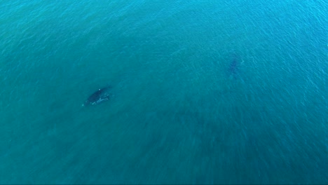 Ballenas-Que-Migran-Al-área-De-Alimentación-Después-De-Nacer-En-Península-Valdés---Plano-General-Aéreo