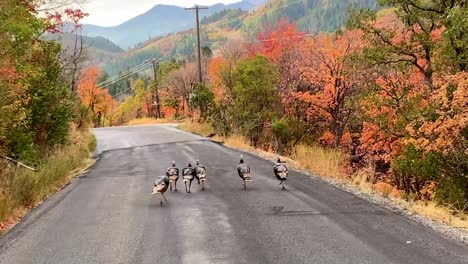 several wild turkeys walk down a mountain road with colorful fall colors on the trees