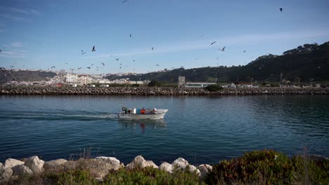 establishing view fisherman vessel, flock of seagulls follow searching for fish