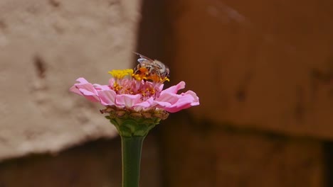 Close-Up-Side-Shot-of-Bee-Crawling-on-Flower-and-Collecting-Pollen