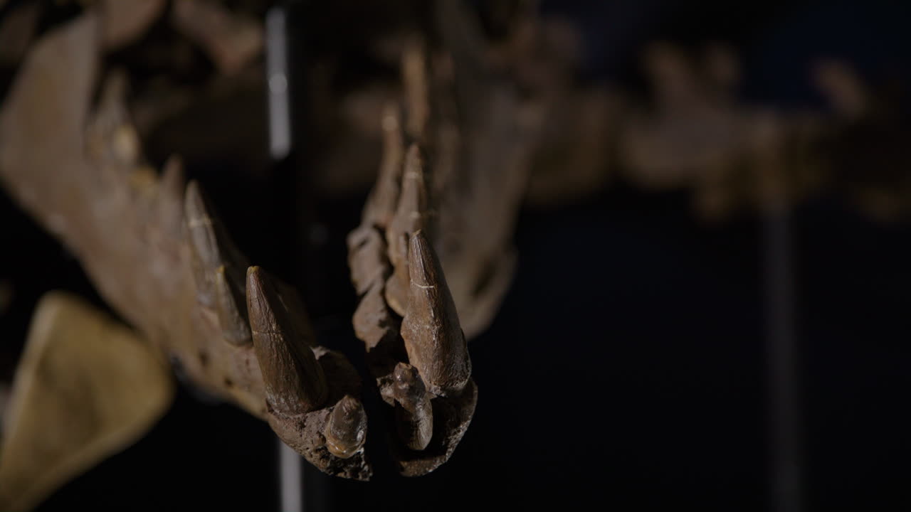 esqueleto de dinosaurio acuático en exhibición dientes inclinados hacia abajo