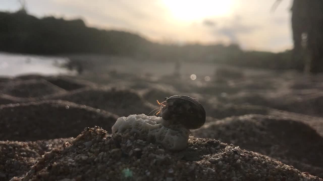열대 지방의 아름다운 일몰에 하얀 모래 해변에 있는 소라게와 흰 바위