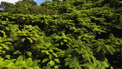 scenic aerial drone view of new zealand fern trees