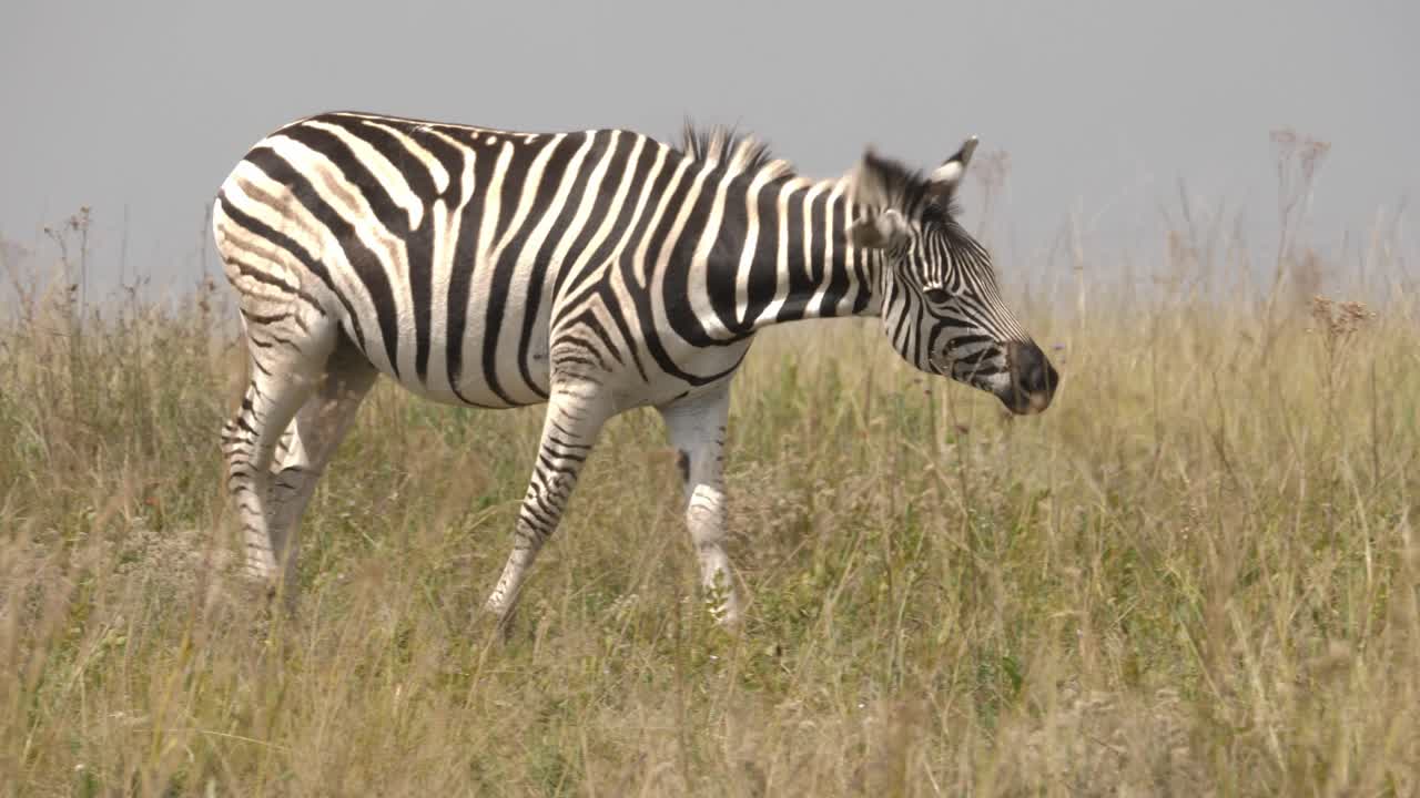 toma cinematográfica de una cebra bebé pelada en blanco y negro caminando en el bosque de pastizales con ñus negros mirando al fondo, áfrica del sur
