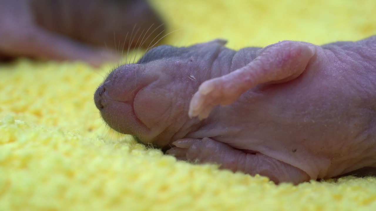 Adorable Baby Rats
