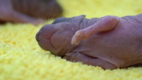 adorable baby rats