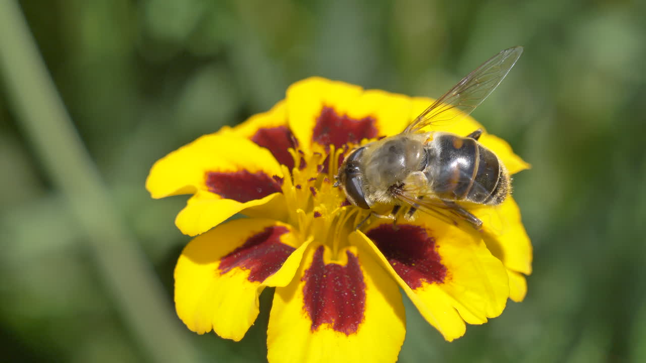 Prores 4k макро дикой пчелы, собирающей пыльцу с цветка летом – крупный план