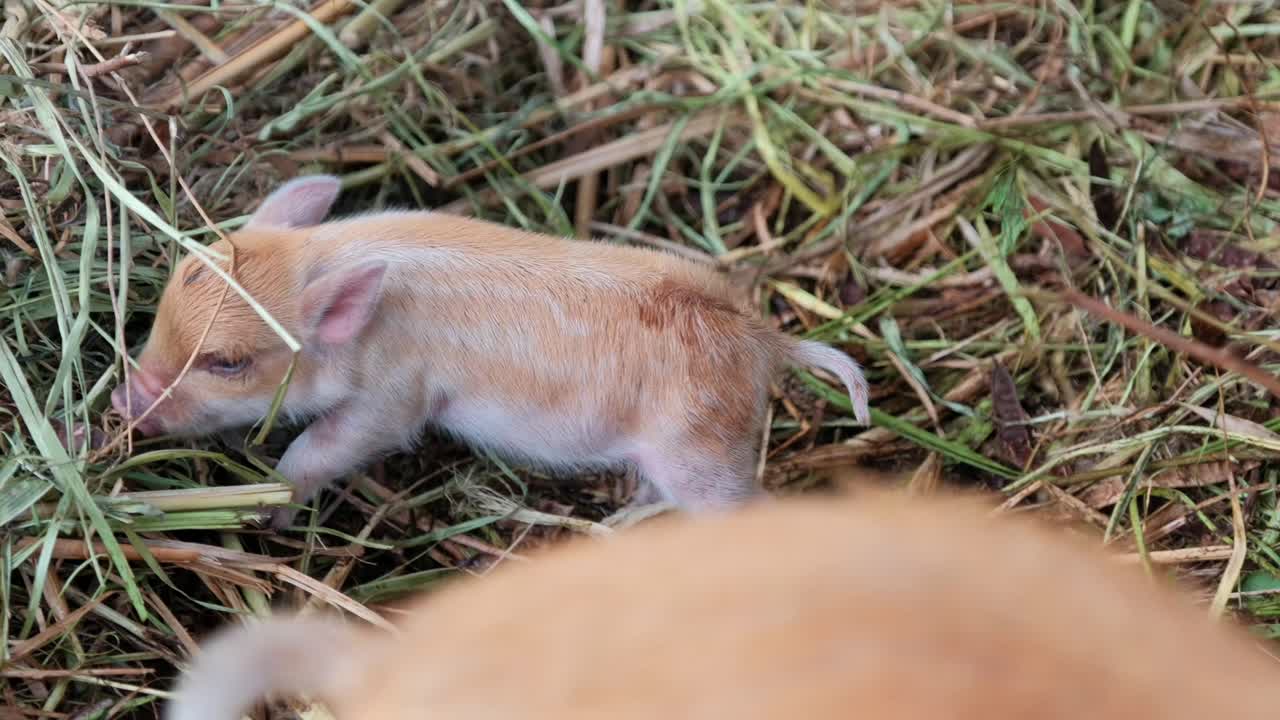 Footage of newborn piglet in straw. Rare Polynesian - Hawaiian hybrid piglets feeding and exploring in a natural farm setting. Great for agriculture, livestock, and educational content. 3 of 3