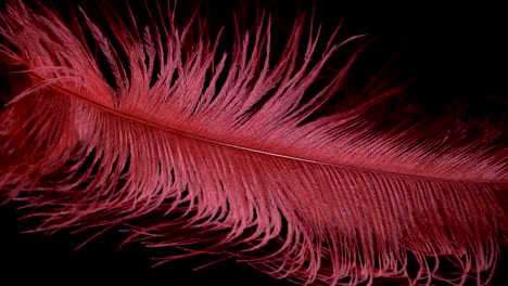 red feather gentle move on wind static slow motion black background