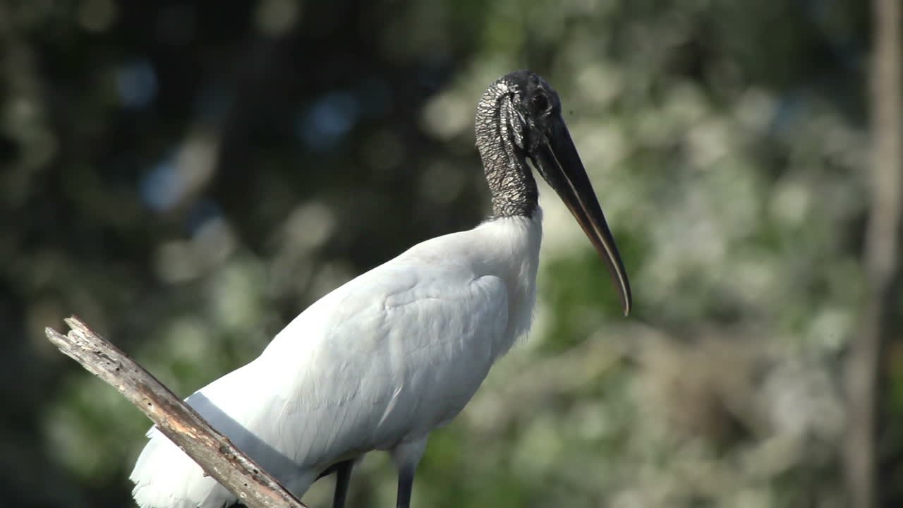 에스콘디도 새 11