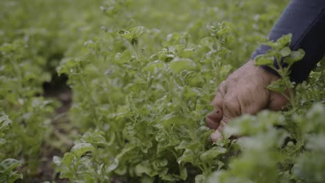 primer plano de las manos inspeccionando suavemente las espinacas frescas en un entorno agrícola, centrándose en la calidad y el cuidado