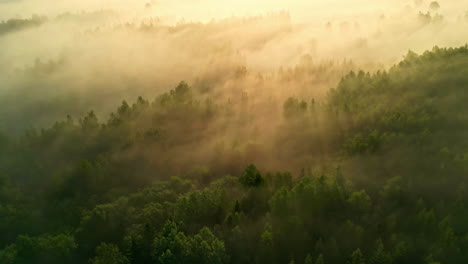 Misty-woodland-lit-by-sunrise-sunshine,-aerial-orbit-view