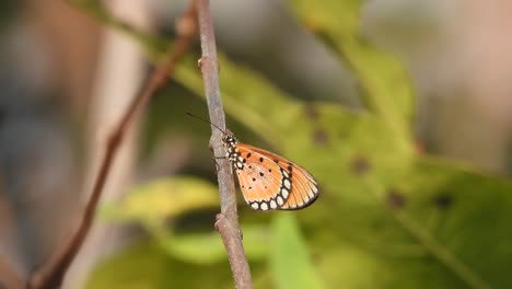 hermosa mariposa en el palo