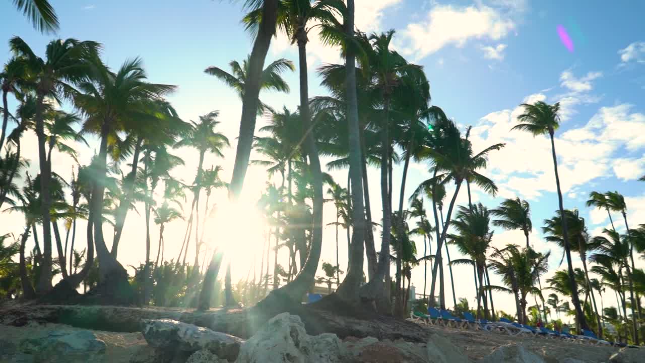 Many palm trees at the Carribean beach during the summer season