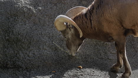 a lone goat tries to eat dry grass near a cliff