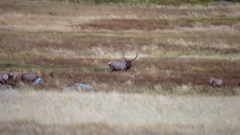 Bull-elk-during-the-elk-rut-of-Fall-2021-in-Estes-Park,-Colorado