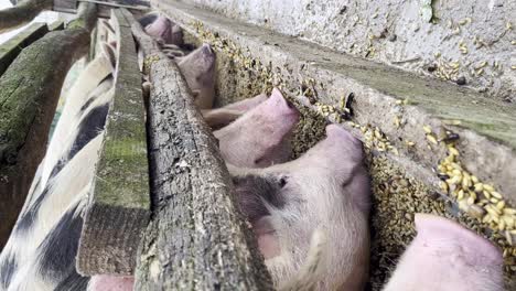 - cerdos domésticos verticales en fila que se alimentan en el establo de la granja