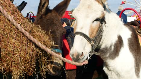 donkey eating hay in outdoor event