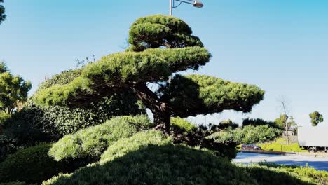 árbol-De-Coníferas-Estilo-Bonsái-Cinematográfico,-Tokio,-Japón,-Muñequita