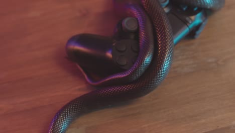 brown rat snake lying on controller on wooden table