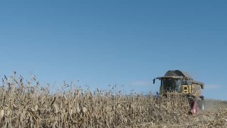 la cosecha del campo de maíz con la cosecha a principios del otoño. plegamiento de la cabecera de maíz.