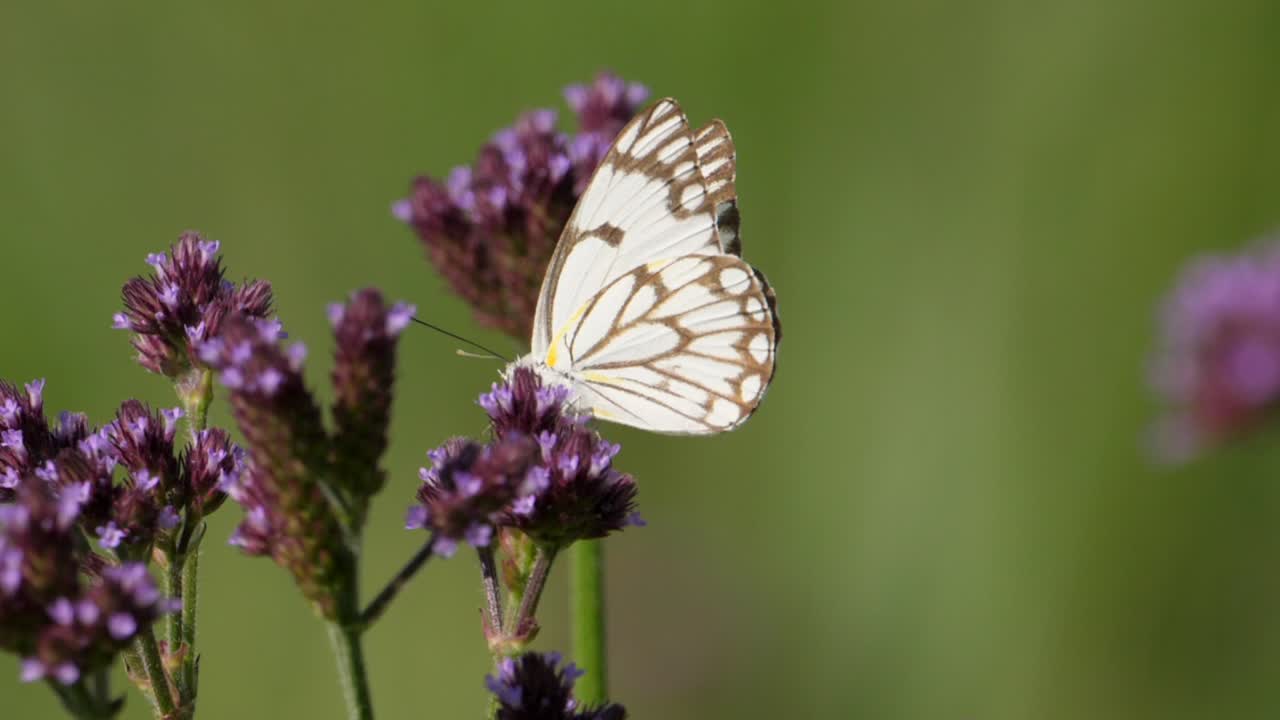 Verbena alta, farfalla bianca con venature marroni che vi vola sopra