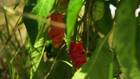 Two-Carolina-reapers,-directly-without-picking-from-the-plant