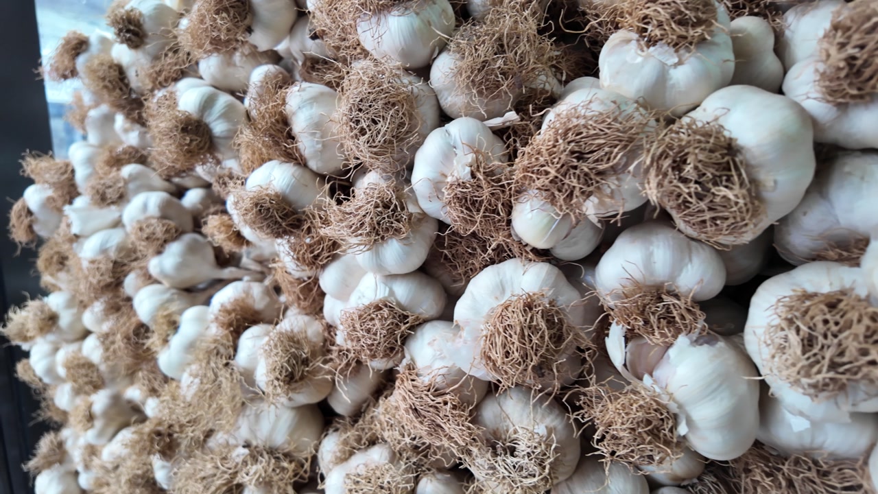 Close-up View of Many Fresh Garlic Bulbs with Dried Roots