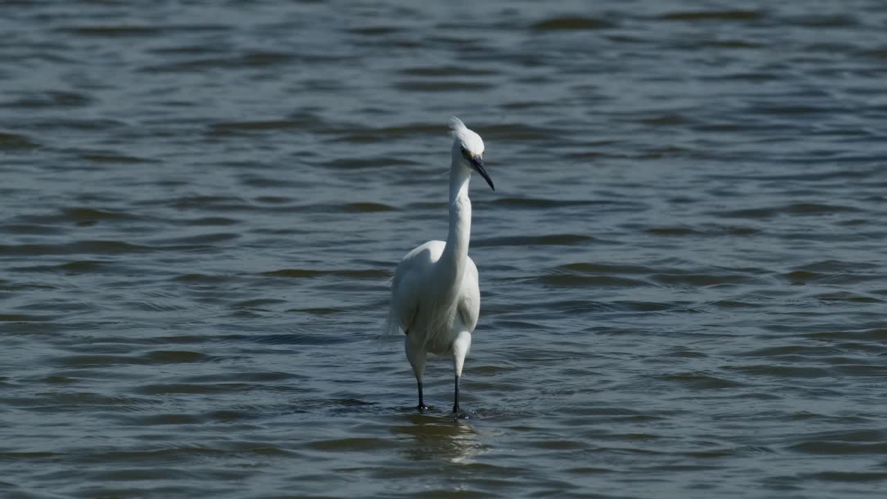 обращаясь налево, а затем начинает бродить к камере, в то время как ветер дует, маленькая эгретта гарзетта, таиланд